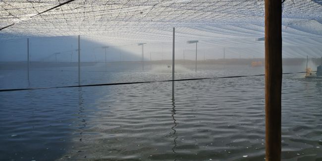 春季倒藻問題如何解決？