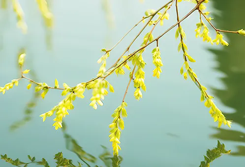 消毒和解毒如何區(qū)分？消毒劑殘留毒素怎么解？