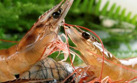 南美白對蝦養(yǎng)殖五個要點，助你成功率翻倍