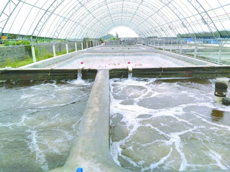 養(yǎng)蝦先養(yǎng)水！養(yǎng)水的關(guān)鍵核心原來(lái)是它！