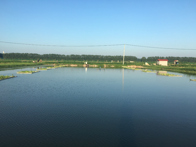 氨氮過(guò)高有哪些危害？該如何處理？