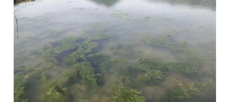 秋冬季節(jié)池塘的青苔如何消殺？