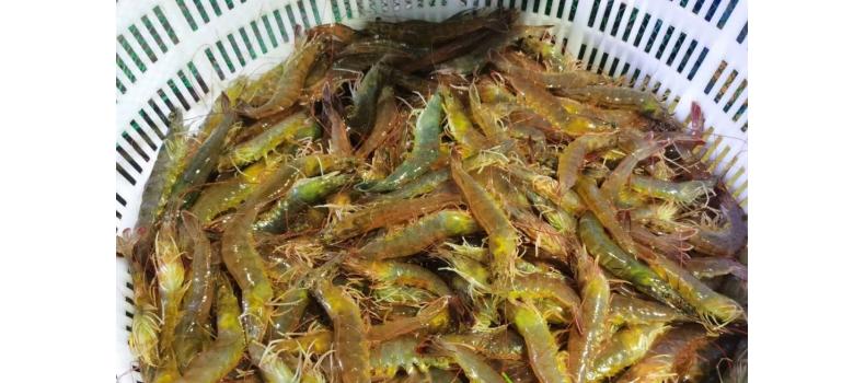 溫棚養(yǎng)殖南美白對蝦連續(xù)蛻殼怎么辦？