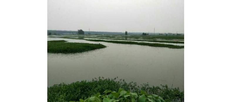 開春后小龍蝦如何養(yǎng)殖才能確保一個良好的開局?