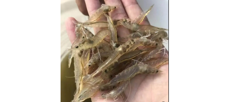 對蝦養(yǎng)殖前40天最關(guān)鍵