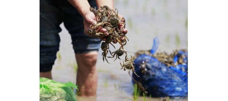 投苗后河蟹上岸怎么辦？