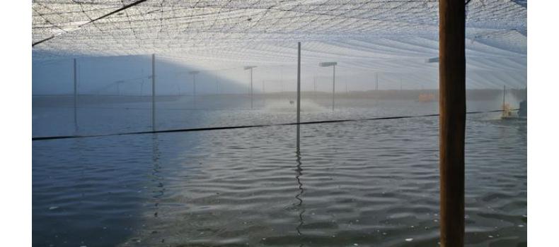 春季倒藻問題如何解決？