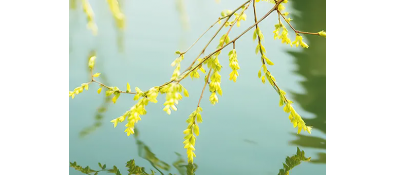 消毒和解毒如何區(qū)分？消毒劑殘留毒素怎么解？