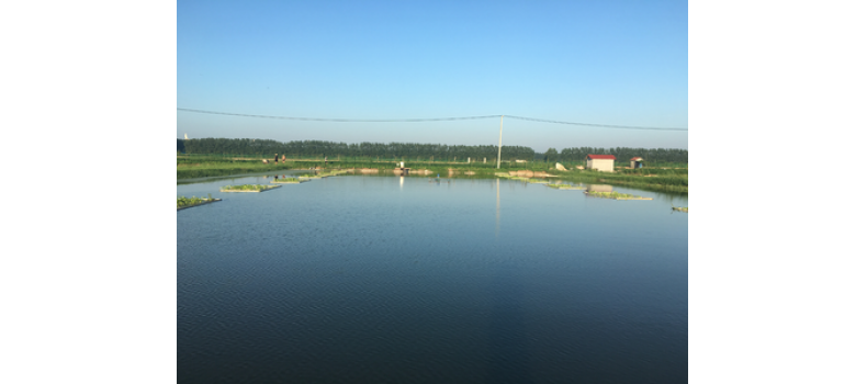 氨氮過高有哪些危害？該如何處理？